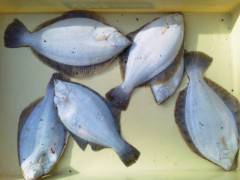 沖の一文字でのカレイ釣りが楽しいゾ！！