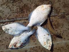 沖の一文字でのカレイ釣りが楽しいゾ！！