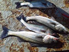 中波止・旧の一文字でのエビ撒き釣りの釣果。