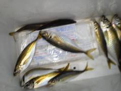 今日の旧の赤灯台での夕方サビキの釣果