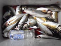 今日の旧の赤灯台での夕方サビキの釣果