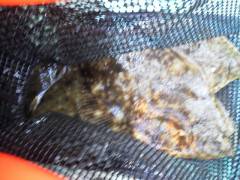 沖の一文字でカレイ4枚！！