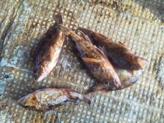 シラサのウキ釣りでガシラゲット☆沖の北にて…