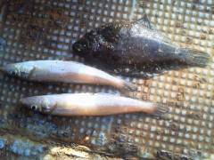 沖の一文字　投げ釣りでキス＆カレイ