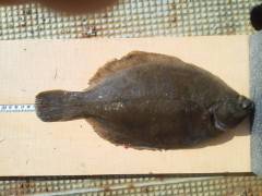 沖の一文字でカレイ35センチ！！