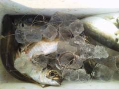 旧の赤灯台でのアジ釣りはサイズ◎