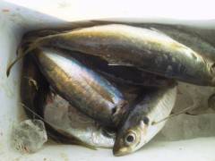 旧の赤灯台でのアジ釣りはサイズ◎