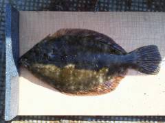 沖の一文字投げ釣りでカレイ釣果あります♪