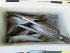 旧の赤灯台でサビキ釣り、食べ頃サイズをゲッ…