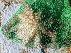 1キロの蛸が釣れました！沖一文字のてんや釣…