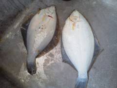沖の一文字、投げ釣りでカレイ25〜30cm…