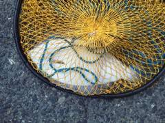 沖の一文字、投げ釣りでカレイ25〜30cm