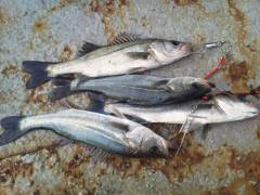 ウキ釣りでのハネ好釣！アイナメ30cmの釣果も♪