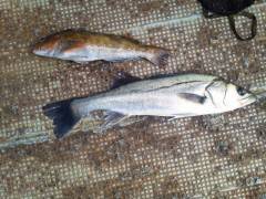 ウキ釣りでのハネ好釣！アイナメ30cmの釣…