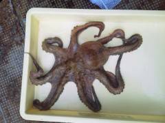 沖の一文字で探り釣りてんや1．2キロのタコ…