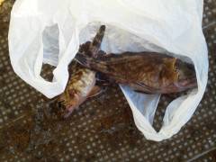 沖の北にてシラサのウキ釣りでガシラ☆