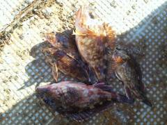 沖の北にてシラサのウキ釣りでガシラ☆