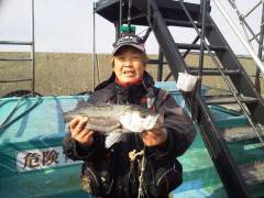 旧の赤灯台、エビ撒きでナイスなハネ！