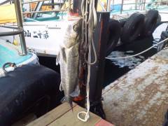 好釣！岸和田エビ撒き情報〜旧の白灯台〜