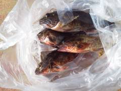 沖の北、ガシラ釣果