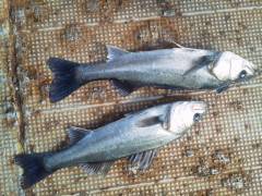 好釣！岸和田エビ撒き情報〜旧の白灯台〜