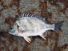 中波止でウキ釣り、37cmのキビレをキャッ…