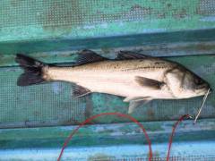 旧の白灯台のエビ撒きハネ釣り連日釣果あり