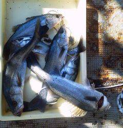 本日も好釣♪♪　旧一文字のエビ撒きハネ７本！