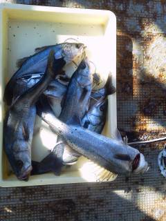 本日も好釣♪♪　旧一文字のエビ撒きハネ７本！