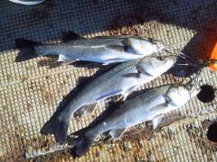 中波止でチヌ・ハネ好釣果です♪