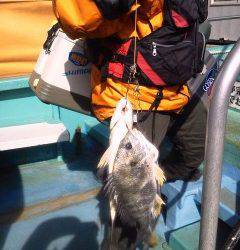 中波止でキビレ3枚！