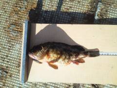 しらさでウキ釣り〜ガシラ&ハネ〜