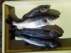 しらさでウキ釣り〜ガシラ&ハネ〜