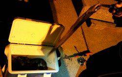 新浜漁港でちょい投げ、多魚種ＧＥＴ♪