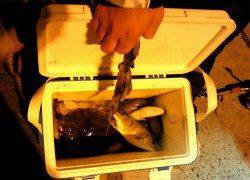 新浜漁港でちょい投げ、多魚種ＧＥＴ♪