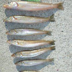 新年初キス釣り釣行 in 淡路佐野新島