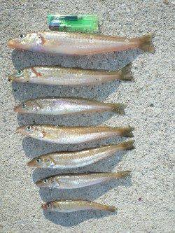 新年初キス釣り釣行 in 淡路佐野新島