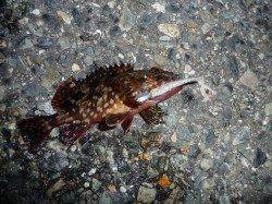 ポーアイでガシリング、ボトムワインド＆送り込みがポイントでした