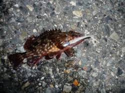 ポーアイでガシリング、ボトムワインド＆送り…