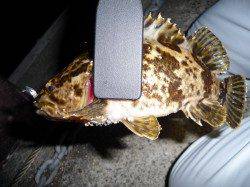 ポーアイでガシリング、ボトムワインド＆送り込みがポイントでした