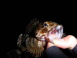 神戸港4,5,6,8防 ガシリングでガシラ…