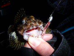 神戸港4,5,6,8防 ガシリングでガシラ4匹☆