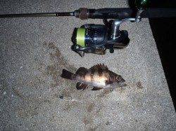 田尻漁港 渋めの状況の中でもメバルやガシラで楽しめる☆