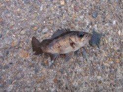 本荘人工島でのメバルは外向き、内向きどちらも釣果あり♪　