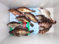 本荘人工島でのメバルは外向き、内向きどちらも釣果あり♪　