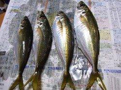 天橋立のアジング☆体高あり良型でした