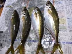 天橋立のアジング☆体高あり良型でした