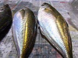 天橋立のアジング☆体高あり良型でした