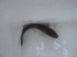 朝の兵庫突堤RT! ちょい投げでハゼ