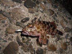 見出川でロックフィッシュ!